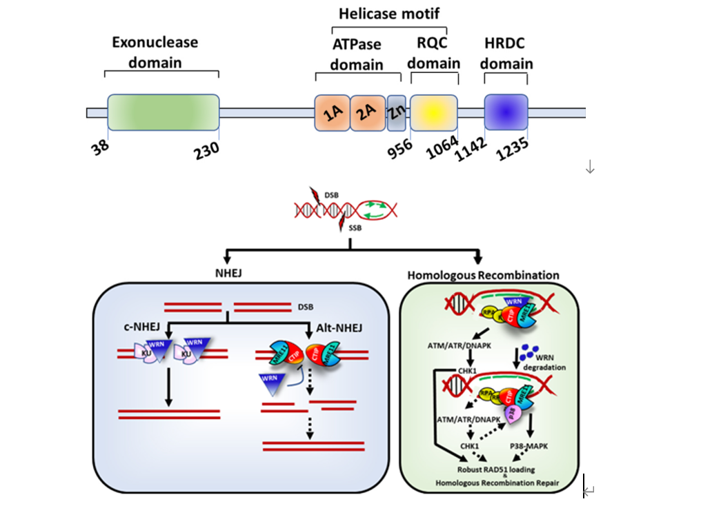 Puhe BioPharma's WRN inhibitor PH027-1 has been approved for IND